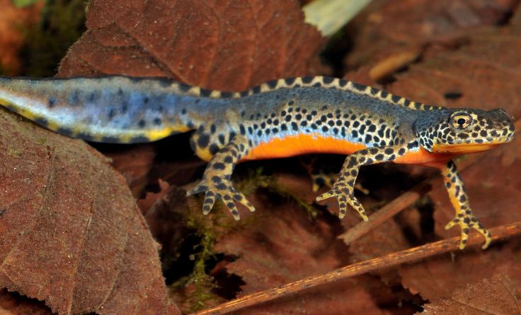 Das Bergmolch-Männchen trägt jetzt im Frühling sein Hochzeitskleid. Foto: DGHT Meyer