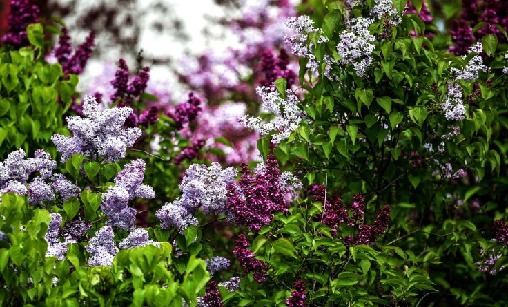 Flieder, Tulpe oder Ringelblume: Viele Pflanzen sind blühende Wetterboten. Foto: Weihbold