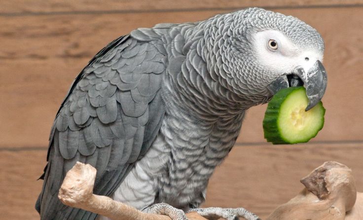 Foto: Tierpark Altenfelden