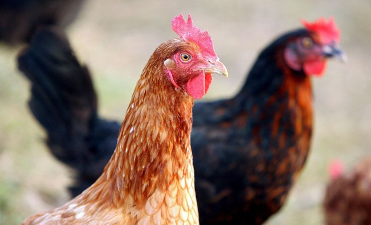 Gesunde Hühner im Fokus Foto: Weihbold