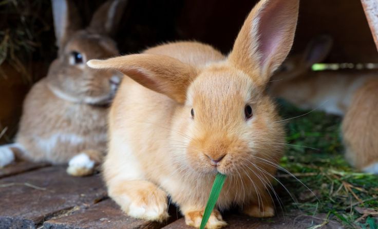 Foto: Sindii/Shutterstock.com
