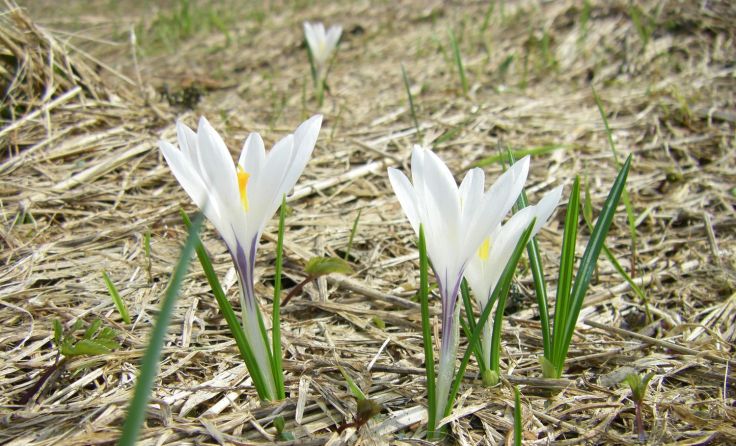 Der weiße Krokus ist im Böhmerwald nur an wenigen Stellen zu finden. Foto: Zimmerhackl