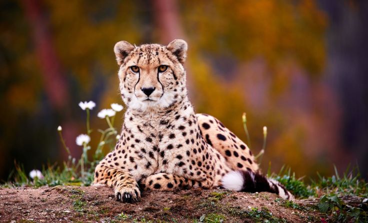 Der Tierpark Altenfelden hat nach der Corona-Pause wieder geöffnet. Foto: Tierpark Altenfelden 