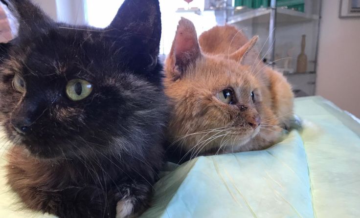 Die beiden Fundkatzen werden in der Kleintierordination Jerzö versorgt. Foto: privat