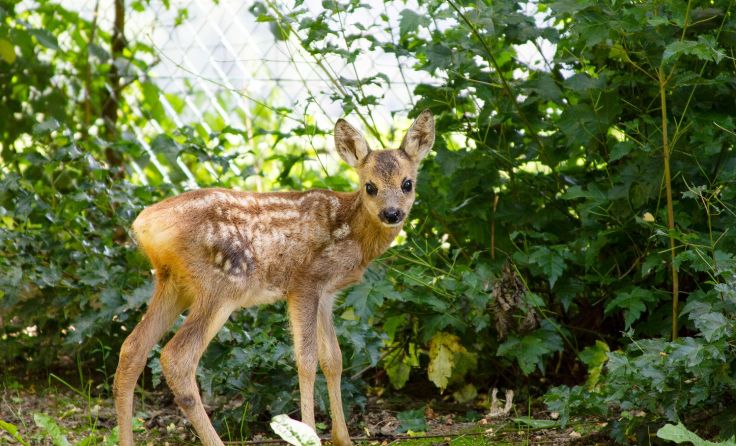 Das Findel-Rehkitz Rosita wurde mit der Flasche aufgezogen. Foto: Tierpark Altenfelden