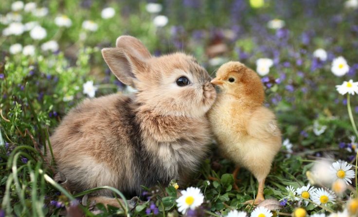 In Haslach findet weiterhin kein Kleintiermarkt statt. Foto: Richard Peterson/Shutterstock.com