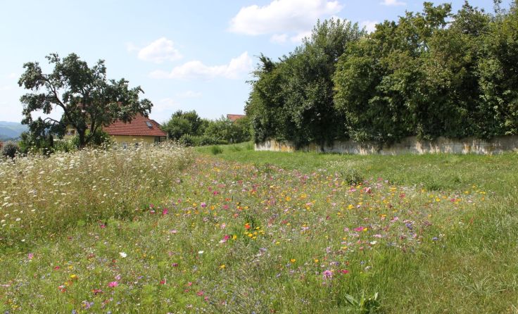 Blühwiese wird zur Schmetterlingswiese