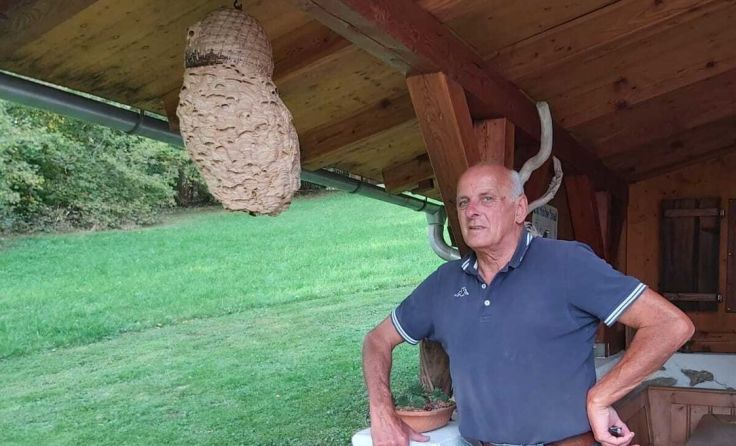 "Hornissennester bitte nicht zerstören", appelliert Wolfgang Neulinger. Foto: privat