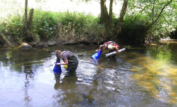 Muschelsuche in der Großen Mühl Foto: önj Haslach
