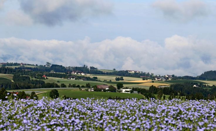 Jede Menge Bio-Leinsamen wird heuer im Mühlviertel erblühen. Foto: farmgoodies