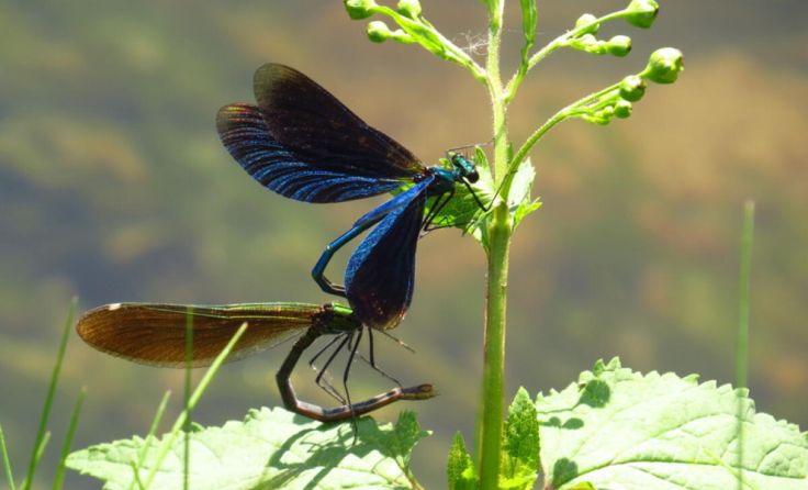 Paarungsrad der Blauflügel-Prachtlibellen (Foto: Monika Pröll/Haslach)