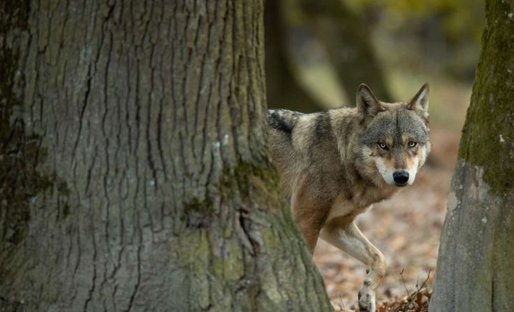 Foto: AB Photographie / Shutterstock.com