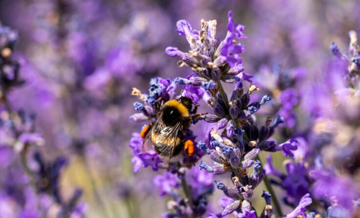 Erdhummel mit orangen Pollenhöschen an den Beinen (Foto: Markus Krenn)