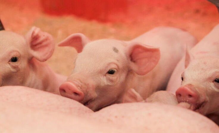 Gestiegene Kosten und sinkende Erlöse machen die Ferkelzucht derzeit unrentabel. (Foto: Zauner)