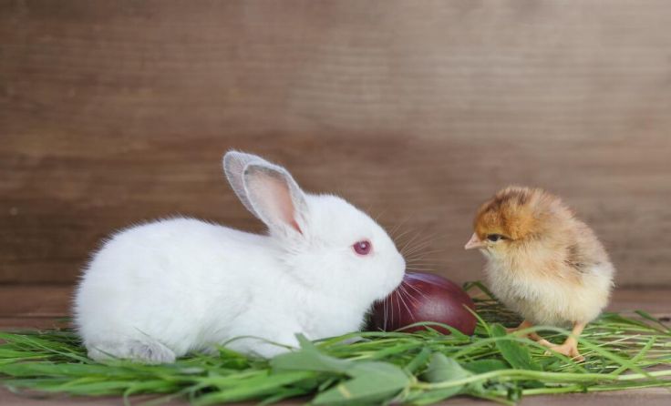  (Foto: NinaKulagina/Shutterstock.com)