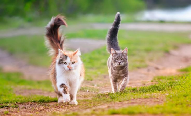Auf Freigänger-Katzen sollte man jetzt wieder besonders aufpassen. (Foto: nataba / stock.adobe.com)