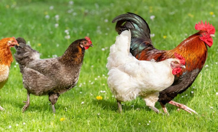 Hühner, aber auch Tauben oder Vögel werden gehandelt. (Foto: Ingo Bartussek/stock.adobe.com)