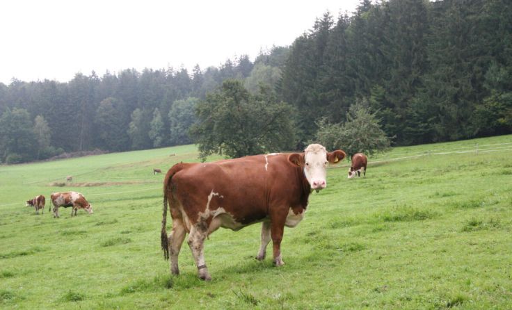 Die Bioverordnung sieht eine verschärfte Weidehaltung vor. (Foto: Gahleitner)