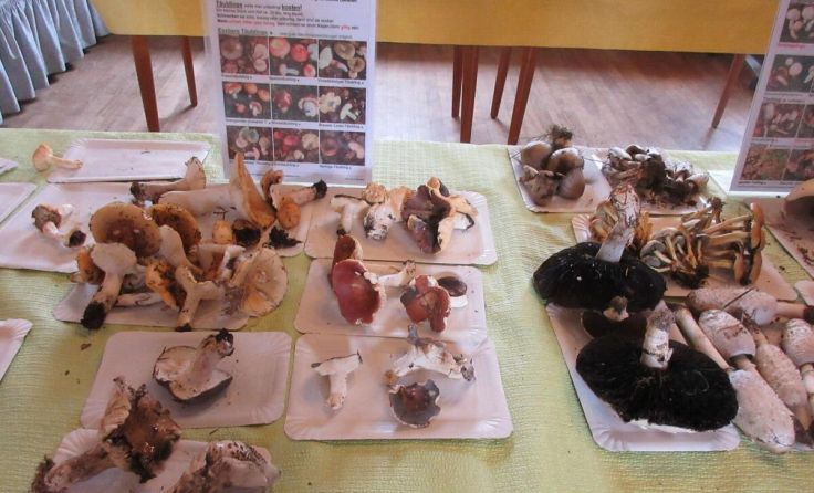 Pilze richtig bestimmen (Foto: Laschdo)