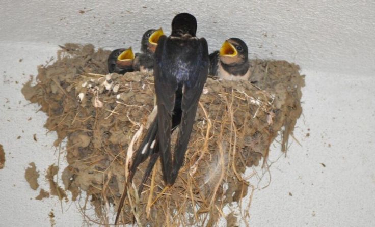 Fütterndes Rauchschwalben-Männchen in Hörleinsödt (Foto: önj Haslach)