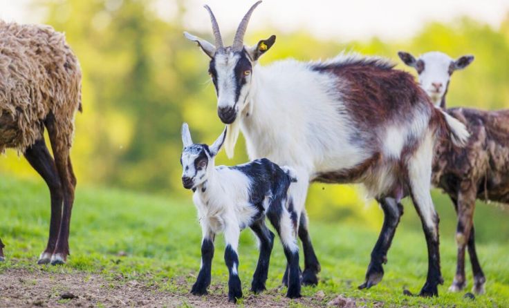 Im Ziegengehege kann man viele Jungtiere entdecken. (Foto: Tierpark Altenfelden)