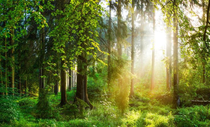 Stabile Wälder für die Zukunft (Foto: Günter Albers - stock.adobe.com)
