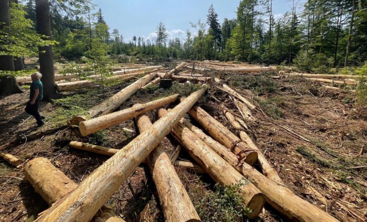 Entrindete Fichten im Nationalpark Sumava, die im Wald liegen bleiben. (Foto: OÖ Landesforstdienst)