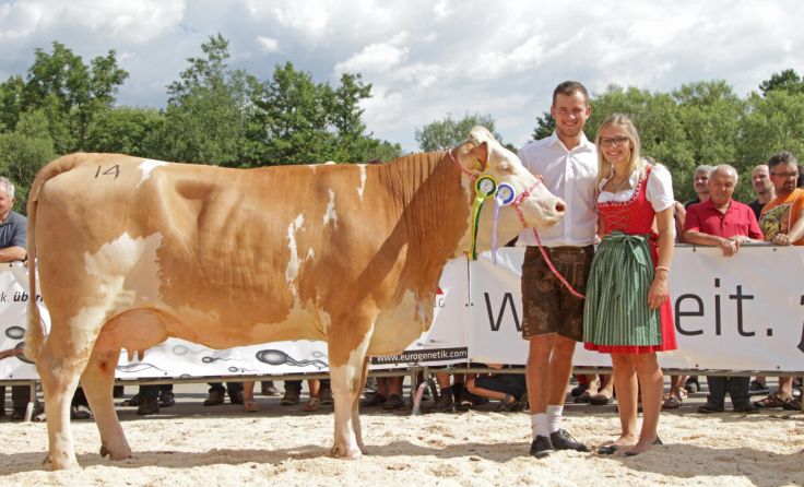 Prächtige Zuchtkühe werden im Schauring dem Publikum und Preisrichter präsentiert. (Foto: RZO)
