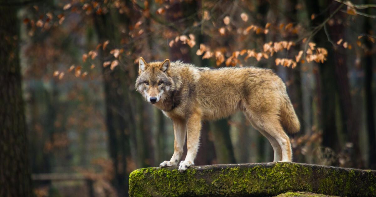 Jäger stehen bereit: „Wenn ein Wolf Probleme macht, muss man reagieren“