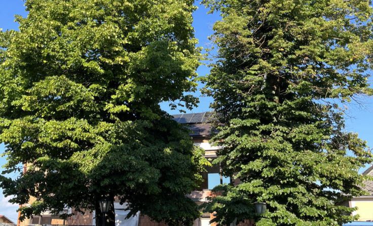 Die Pfarrkirchner Linden müssen bleiben, heißt es von den Grünen OÖ. (Foto: Grüne OÖ)