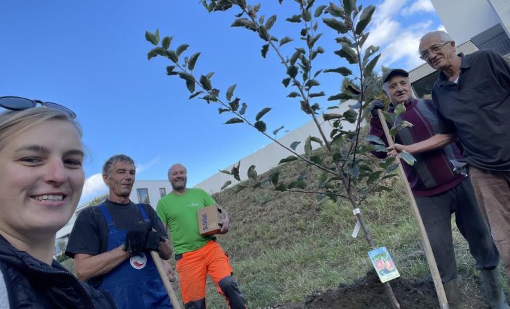 Beim Pflanzen der Obstbäume haben Mitglieder des Obstbauvereins kräftig mitangepackt. (Foto: OGBV)