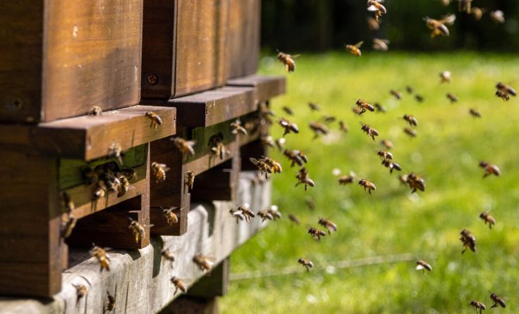 Bienen, Hummeln und alle Insekten brauchen mehr Schutz. (Foto: Karina - stock.adobe.com)