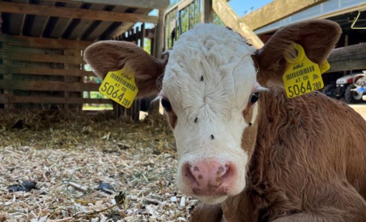 Das gesunde Tier steht im Blickpunkt des nächsten Biogesprächs. (Foto: Bioschule Schlägl)