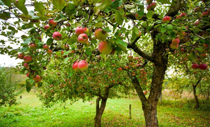 Regionales Obst - kurze Transportwege (Foto: Xalanx - stock.adobe.com)