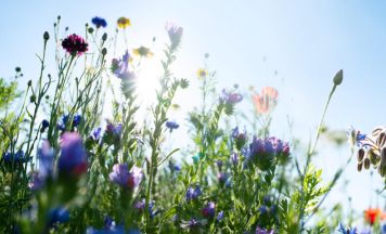 Mehr Wertschätzung: Landwirte sorgen für Vielfalt