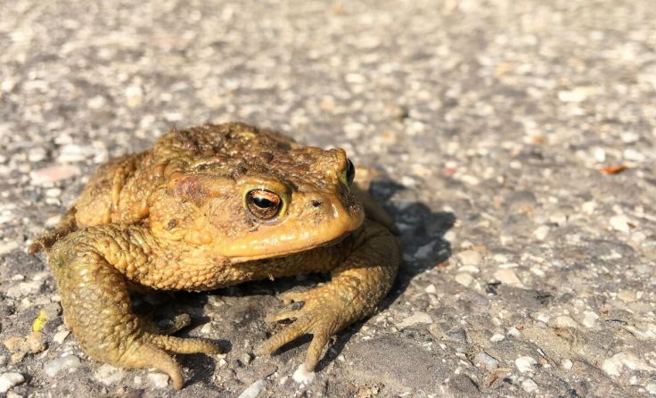 Erdkröten und andere Frösche machen sich jetzt wieder auf Wanderschaft. (Foto: Heidi Kurz)