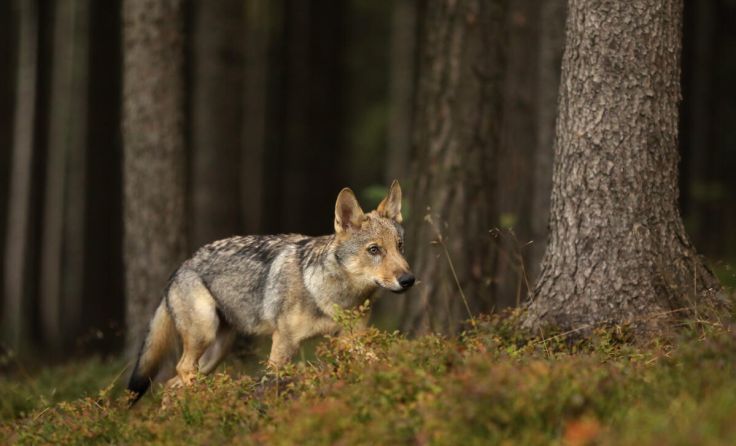 Die zunehmende Wolfpopulation kann zum Problem werden. (Foto: sci - stock.adobe.com)