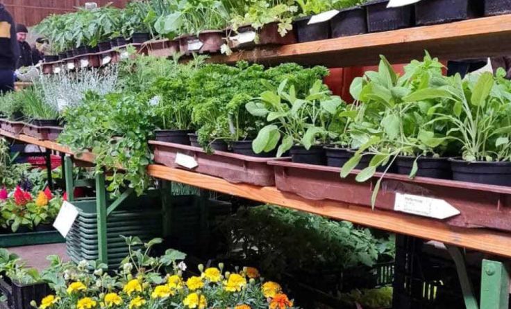 Kompostanlage wird zum Pflanzlmarkt (Foto: huemerkompost)