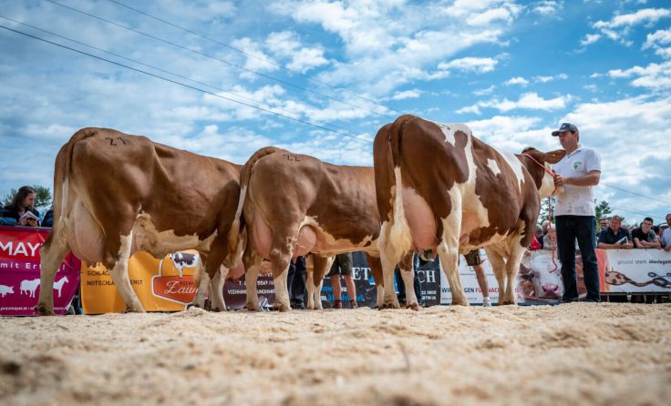 Zum Messeauftakt findet traditionell die Bezirksrinderschau statt. (Foto: Mathias Penn)