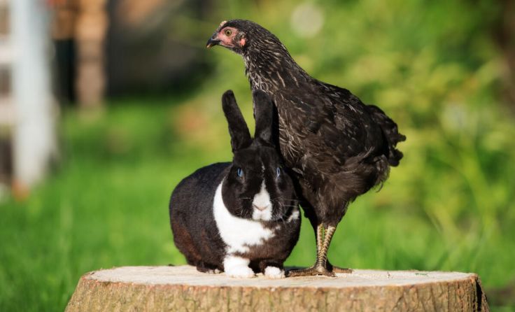 Kleine Tiere rücken in den Blickpunkt. (Foto: otsphoto - stock.adobe.com)