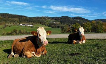 Schlägler Biogespräch: Weidehaltung zwischen Parasiten und Trockenheit