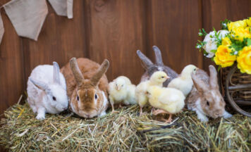 Haslacher Kleintierzüchter laden zum großen Markt