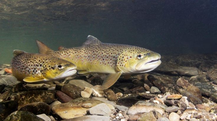 Heimische Flüsse heizen sich auf
