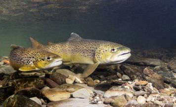 Erwärmung macht den heimischen Flüssen und deren Bewohnern zu schaffen