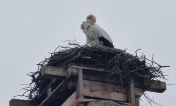 Bergrettungs-Storch ist in den Böhmerwald zurückgekehrt