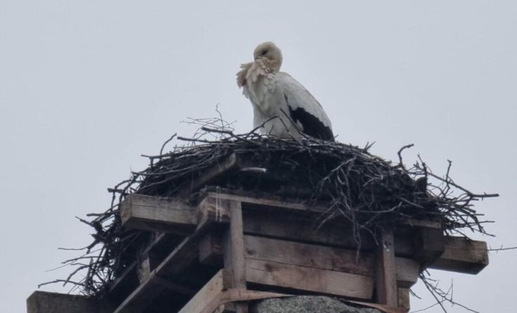 Der Weißstorch ist am Sonntag, 15. März, in seinem Horst in Aigen-Schlägl gelandet. (Foto: Petz)