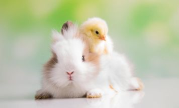 Saisonstart für Kleintiermarkt in Julbach