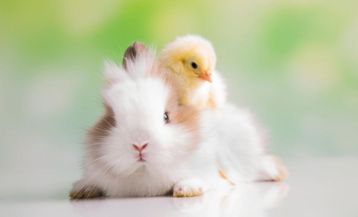 Kleine Tiere im Fokus (Foto: dianaduda - stock.adobe.com)