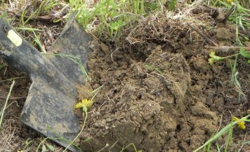 Wie gesunde Böden die Zukunft sichern: Rohrbacher Bezirksbauernkammer lädt zum Feldtag