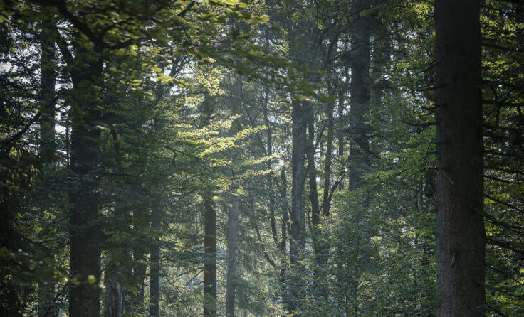 Der Waldrausch geht in die zweite Runde. (Foto: Christian Wagner)